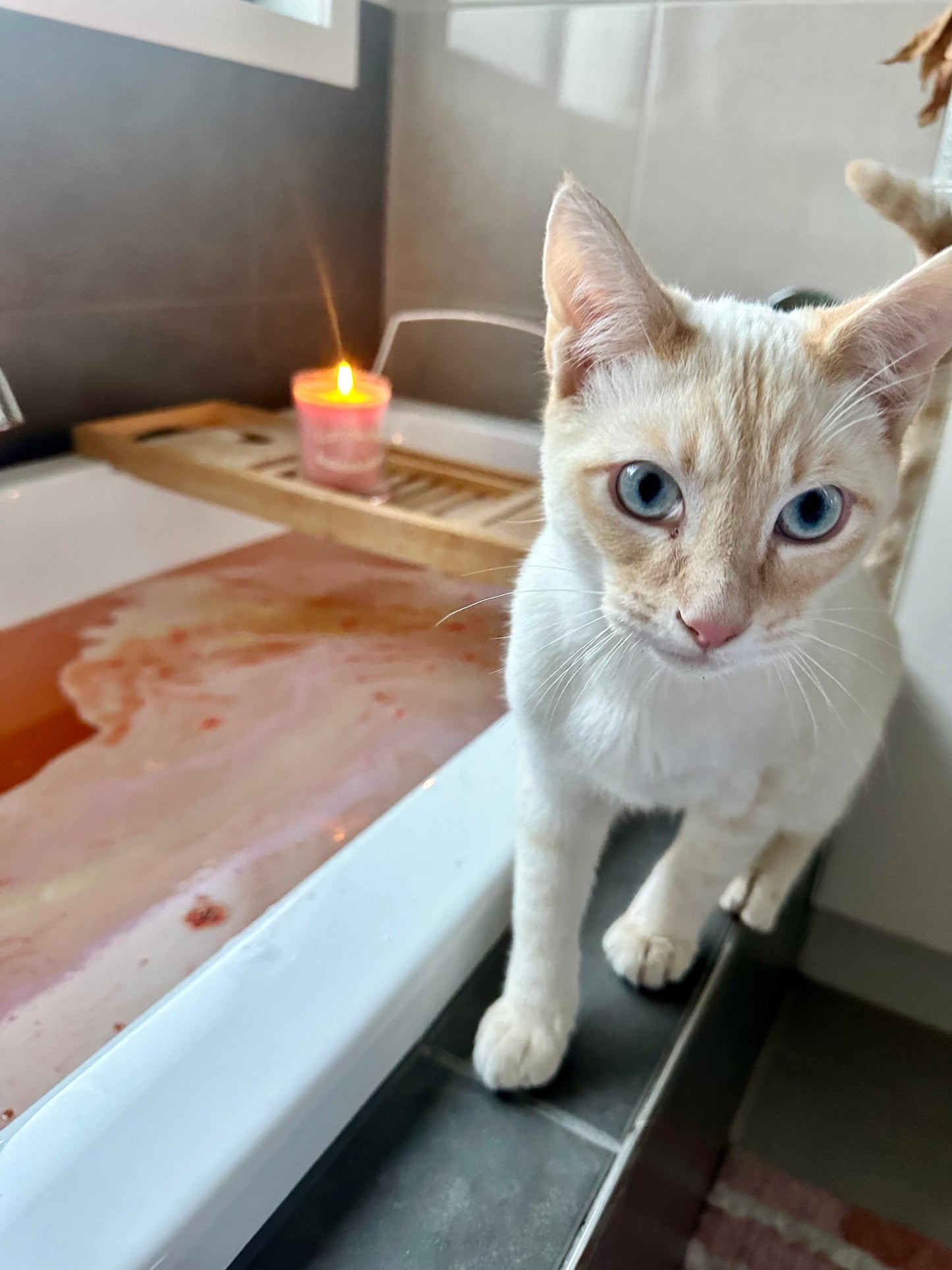 Personalised and pet friendly Candle. Create the colour and fragrance match that’s perfect for you. 360g burn time 50hrs+